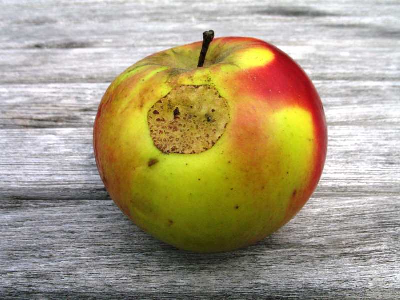 Unmasking 5 Pervasive Indoor Plant Diseases and Relentless Pests